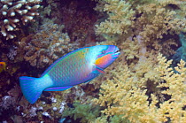 Purplestreak parrotfish (Chlorurus genazonatus), Red Sea, Egypt