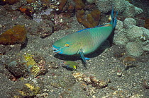 Blue-barred parrotfish (Scarus ghoban) with a small wrasse hoping for any escaping prey, Bali, Indonesia