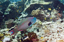 Bicolor parrotfish (Cetoscarus bicolor), Papua New Guinea
