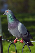 Feral pigeon / Rock dove (Columba livia) sitting on fence, London, UK