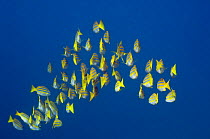 Blueline snappers / Kasmira snappers (Lutjanus kasmira) shoal swimming away, Bali, Indonesia