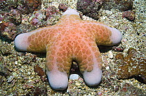 Granulated sea star (Choriaster granulatus), Lembeh Strait, North Sulawesi, Indonesia
