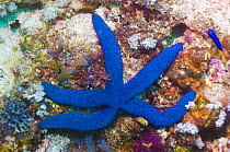 Blue starfish (Linckia laevigata) on coral reef, Bali, Indonesia