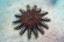 Crown of thorns starfish (Acanthaster planci) crawling over sandy area between reefs, Komodo, Indonesia