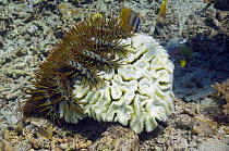 Crown-of-thorns starfish (Acanthaster planci) feeding on coral, Komodo, Indonesia
