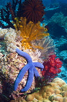 Blue starfish (Linckia laevigata) and crinoids on coral rock, Komodo, Indonesia