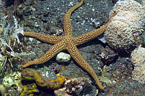 Sea star / Starfish (Nardoa novaecaledoniae), Bali, Indonesia