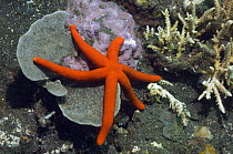 Orange starfish (Echinaster luzonicus), Bali, Indonesia