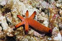 Sea star with an enlarged arm which is growing into a complete new sea star through asexual reproduction, Papua New Guinea