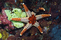 Necklace sea star (Fromia monilis) on reef wall with sponges, Rinca, Indonesia