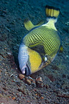 Titan triggerfish (Balistoides viridescens) searching for food on seabed, Bali, Indonesia