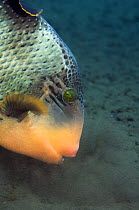 Titan triggerfish (Balestoides viridescence) blowing in the sand to expose prey like molluscs or crustaceans, Bali, Indonesia