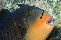 Titan triggerfish (Balestoides viridescence) with Cleaner wrasse (Labroides dimidiates), Bali, Indonesia