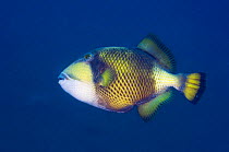 Titan triggerfish (Balistoides viridescens), Bali, Indonesia
