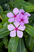 Madagascar periwinkle (Catharanthus roseus) which is cultivated for herbal medicine