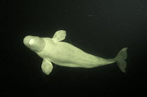 Beluga / White whale {Delphinapterus leucas} White sea, Russia, captive, Not available for ringtone/wallpaper use.