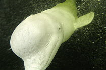 Beluga / White whale {Delphinapterus leucas} White sea, Russia, captive
