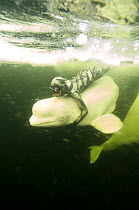 Julia Petrik  free-diving (without air supply) with captive Beluga / White whale {Delphinapterus leucas} under ice in the White sea, Russia March 2008