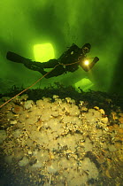 Ice diver with torch under ice near rocks covered in tube anenomes, White sea, Northern Russia  March 2008