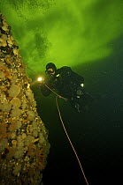 Ice diver under ice shining torch on rocks covered in tube anenomes, White sea, Northern Russia  March 2008