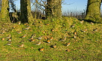 Bramblings (Fringilla montifringilla) flock in winter feeding under Beech Trees, Wiltshire, England