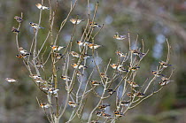 Bramblings (Fringilla montifringilla) flock in tree, winter, Wiltshire, England