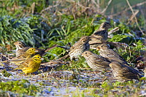 Corn Buntings (Miliaria calandra) and Yellowhammers (Emberiza citrinella) in spring, feeding on ground, Wiltshire, England