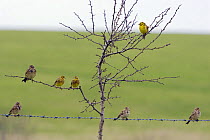 Corn Buntings (Miliaria calandra) and Yellowhammer (Emberiza citrinella) perched, spring, Wiltshire, England