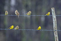 Corn Buntings (Miliaria calandra) and Yellowhammers (Emberiza citrinella) sitting on barbed wire fence, spring, Wiltshire, England