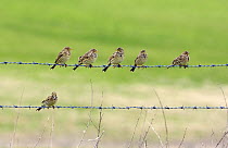 Corn Buntings (Miliaria calandra) on barbed wire fence, spring, Wiltshire, England