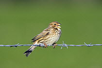 Corn Bunting (Miliaria calandra) sitting on barbed wire fence singing, Wiltshire, England