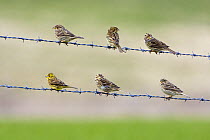 Corn Buntings (Miliaria calandra) and a female Yellowhammer (Emberiza citrinella) on barbed wire in spring, Wiltshire, England
