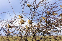 Corn Buntings (Miliaria calandra) in tree, Wiltshire, England