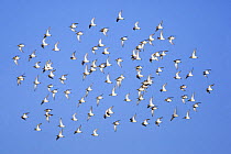 Dunlin (Calidris alpina), winter flock in flight (approx 100), Gloucestershire, England