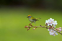 Male Firecrest (Regulus ignicapillus) on branch with blossom on it, Wiltshire, England