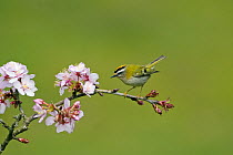 Male Firecrest (Regulus ignicapillus) on branch with blossom on it, Wiltshire, England