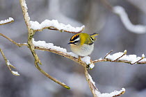 Male Firecrest (Regulus ignicapillus) on snowy branch, Wiltshire, England