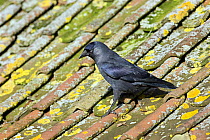 Jackdaw (Corvus monedula) on rooftop, Gloucestershire, England
