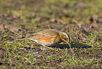 Redwing {Turdus iliacus} pulling garden worm out of the ground, UK