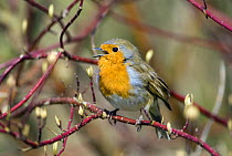 Robin (Erithacus rubecula) singing in spring, Gloucestershire, England