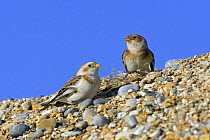 Snow Bunting (Plectrophenax nivalis), male and female in winter, Norfolk, England