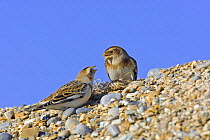 Snow Bunting (Plectrophenax nivalis), male and female in winter, Norfolk, England
