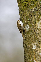 Common Treecreeper (Certhia familiaris) on tree trunk, Wiltshire, England