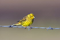 Female Yellowhammer (Emberiza citrinella) on barbed wire in spring, Wiltshire, England