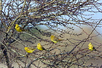 Yellowhammers (Emberiza citrinella) perched in tree in spring, Wiltshire, England