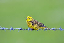 Male Yellowhammer (Emberiza citrinella) sitting on barbed wire fence, in spring, Wiltshire, England