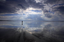 Solitary figure on the beach at low tide with reflection, Inch Strand, Dingle Peninsula, County Kerry, Republic of Ireland