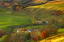 View over farm buildings at Arncliffe, Littondale, Yorkshire Dales National Park, England, UK, autumn