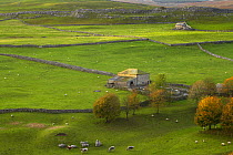 View over farm buildings and stone walls at Arncliffe, Littondale, Yorkshire Dales National Park, England, UK, autumn