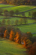 View over sheep grazing in fields with stone walls at Arncliffe, Littondale, Yorkshire Dales National Park, England, UK, autumn
